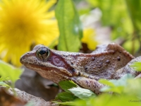 Parastā varde (Rana temporaria)