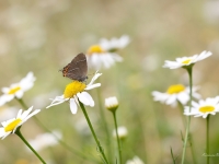 Gobu astainītis (Satyrium w-album)