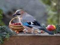 Sīlis (Garrulus glandarius)