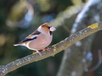 Dižknābis (Coccothraustes coccothraustes)