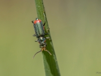 Māņmīkstspārnis Malachius bipustulatus
