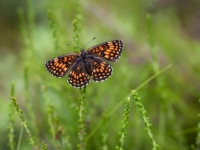 Parastais pļavraibenis (Melitaea athalia)