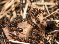 Rūsganās meža skudras (Formica rufa)