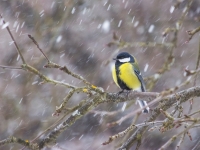 Lielā zīlīte (Parus major)