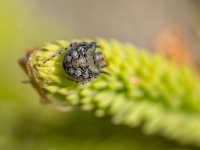 Riteņzirneklis Gibbaranea sp.