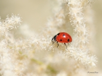 Septiņpunktu mārīte (Coccinella septempunctata)