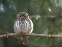 Apodziņš (Glaucidium passerinum)