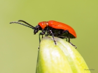 Melnkāju lilijgrauzis (Lilioceris lilii)
