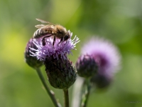 Medus bite (Apis mellifera)
