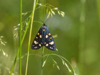 Nātru lācītis (Callimorpha dominula) LV Sarkanajā grāmatā 4. kat.