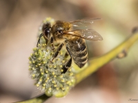 Medus bite (Apis mellifera)