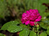 'ROSE DE RESHT'
