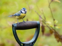 Zilzīlīte (Cyanistes caeruleus)