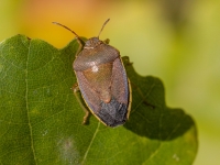 Vairogblakts Piezodorus lituratus