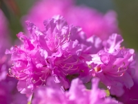 Rododendri zied