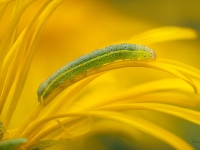 Dārzeņu dārzpūcīte (Lacanobia oleracea)