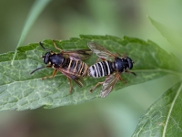 Ziedmuša Temnostoma apiforme