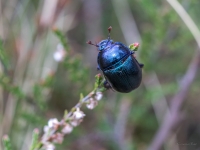 Meža bambals (Anoplotrupes stercorosus)