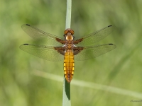 Plakanā platspāre (Libellula depressa)