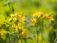 Lielā strutene (Chelidonium majus)