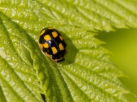 Rakstainā mārīte (Propylea quatuordecimpunctata)