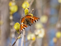 Parastais nātru raibenis (Aglais urticae)