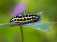 Sausseržu raibspārnis (Zygaena lonicerae)