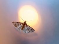  Sausseržu ziedu bārkstspārnis (Alucita hexadactyla)