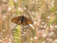 Parastais pļavraibenis (Melitaea athalia)