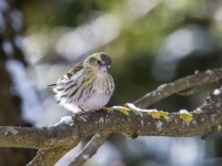 Ķivulis (Spinus spinus)
