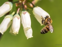 Medus bite (Apis mellifera)