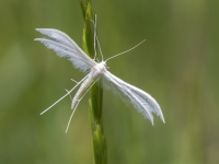 Baltais spalvspārnis (Pterophorus pentadactyla)