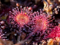 Apaļlapu rasene (Drosera rotundifolia)
