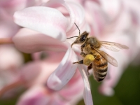 Medus bite (Apis mellifera)