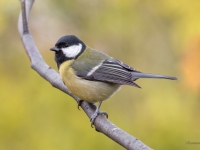Lielā zīlīte (Parus major)
