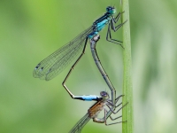 Parastā daiļspāre (Ischnura elegans)