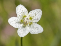 Purva atālene (Parnassia palustris)