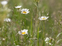 Parastā pīpene (Leucanthemum vulgare)