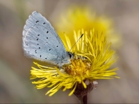 Krūkļu zilenītis  (Celastrina argiolus) 