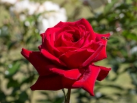 'GRANDE AMORE'