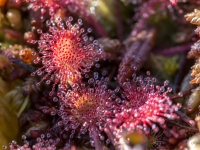 Apaļlapu rasene (Drosera rotundifolia)