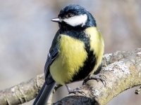 Lielā zīlīte (Parus major)