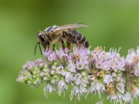 Medus bite (Apis mellifera)
