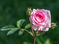 'ROSEMOOR'
