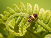 Mīkstblakts Closterotomus biclavatus