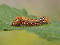 Skābeņu pelēkpūcīte (Acronicta rumicis)