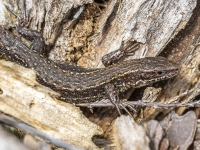 Pļavas ķirzaka (Zootoca vivipara)