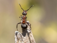 Rūsganā meža skudra (Formica rufa)
