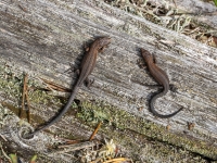 Pļavas ķirzakas (Zootoca vivipara)