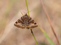 Brūnā āboliņpūcīte (Euclidia glyphica)
